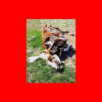 美国牛群”缩水”迟迟不见底,南美牛肉出口商偷着乐:生皮紧俏的连锁反应来了